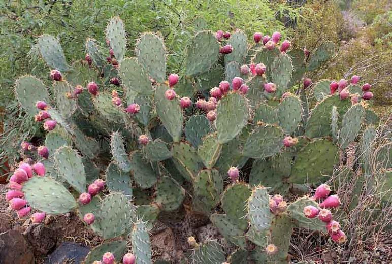 Opuntia engelmannii, Engelmann Prickly Pear, Cactus Apple, succulent, cactus, drought tolerant plant